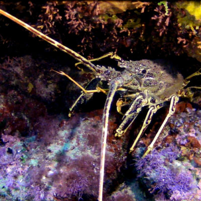 langosta langosta